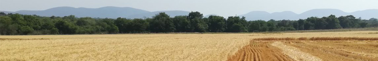 Winter wheat cluster