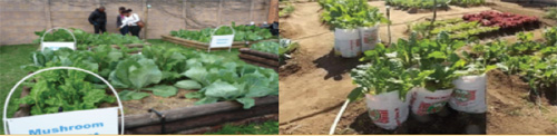 Community and household food-garden initiative